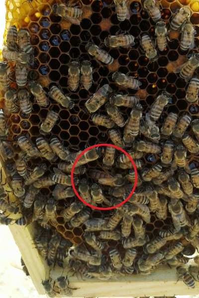 Bienen-Königin
