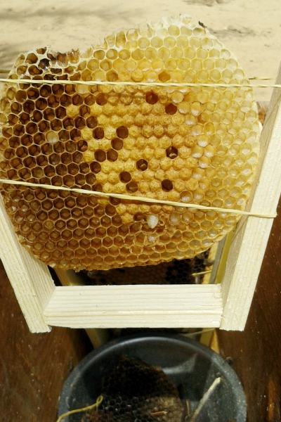 Lamarckij-Bienen